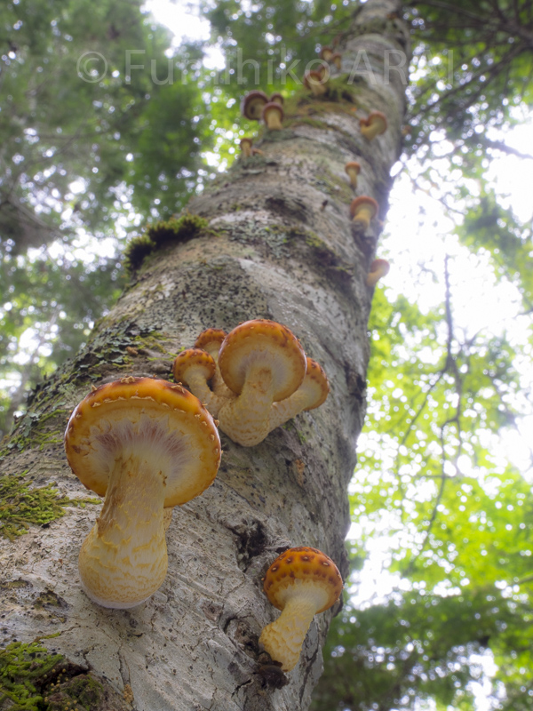 numerisugitakemodoki