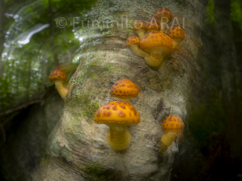 numerisugitakemodoki