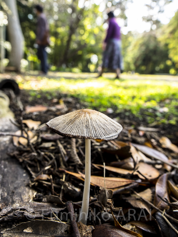 kotsubuhimehigasahitootake