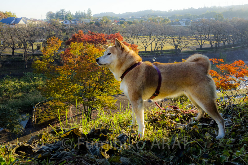 shibainuhanasan