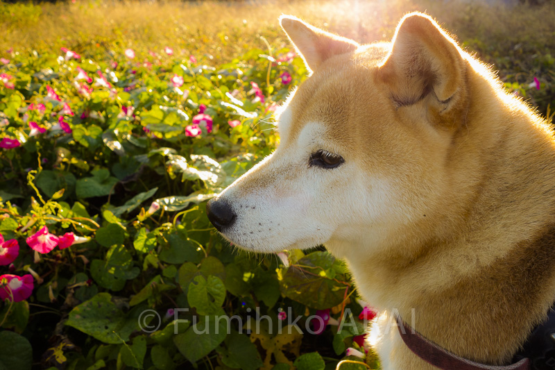 shibainuhanasan