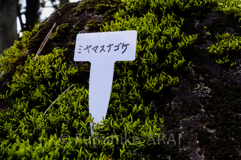 miyamasunagoke