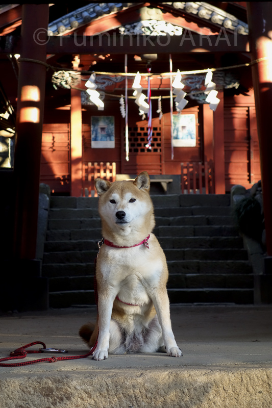 shibainuhanasan