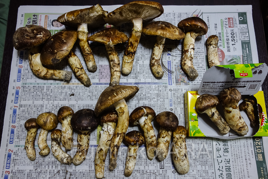 matsutake