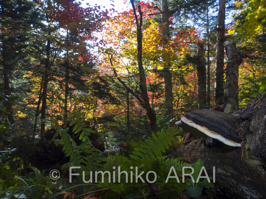 tsugasarunokoshikake