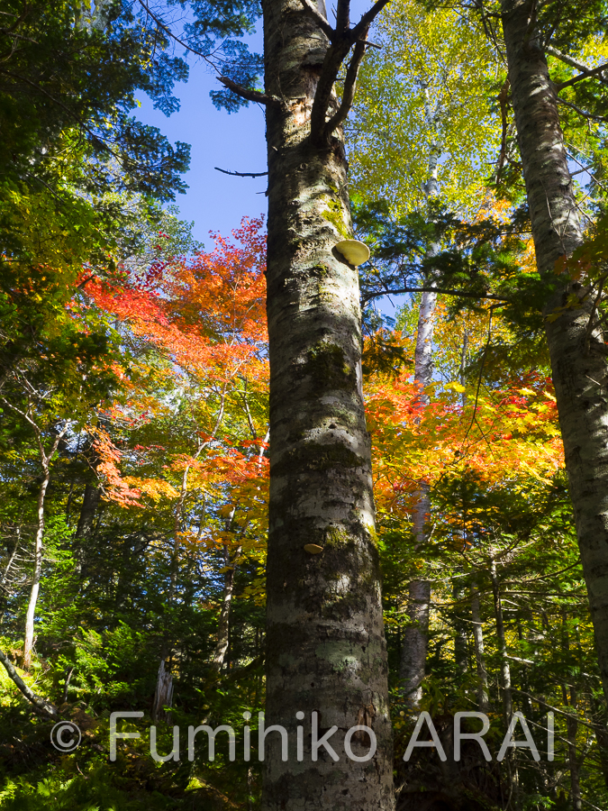 tsugasarunokoshikake