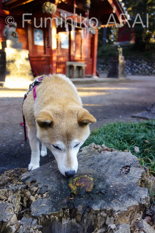 shibainuhanasan/kinoko