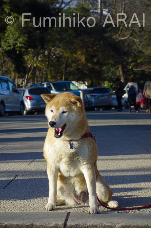 shibainuhanasan/kinoko