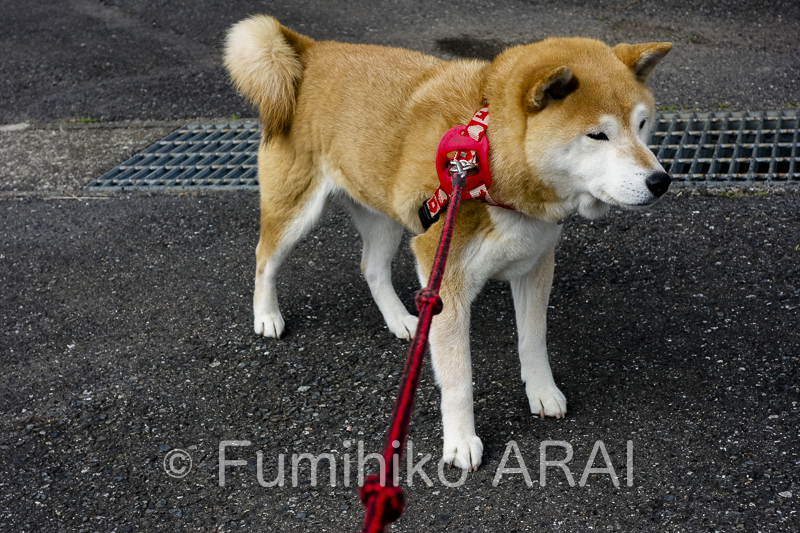 shibainuhanasan