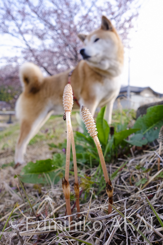 shibainuhanasan