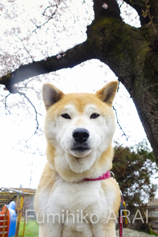 shibainuhanasan