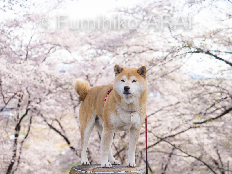 shibainuhanasan