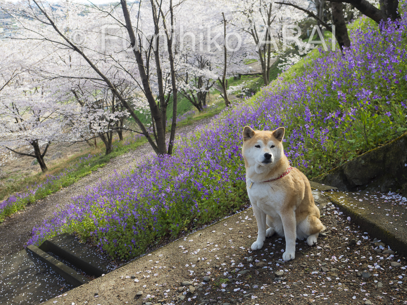 shibainuhanasan