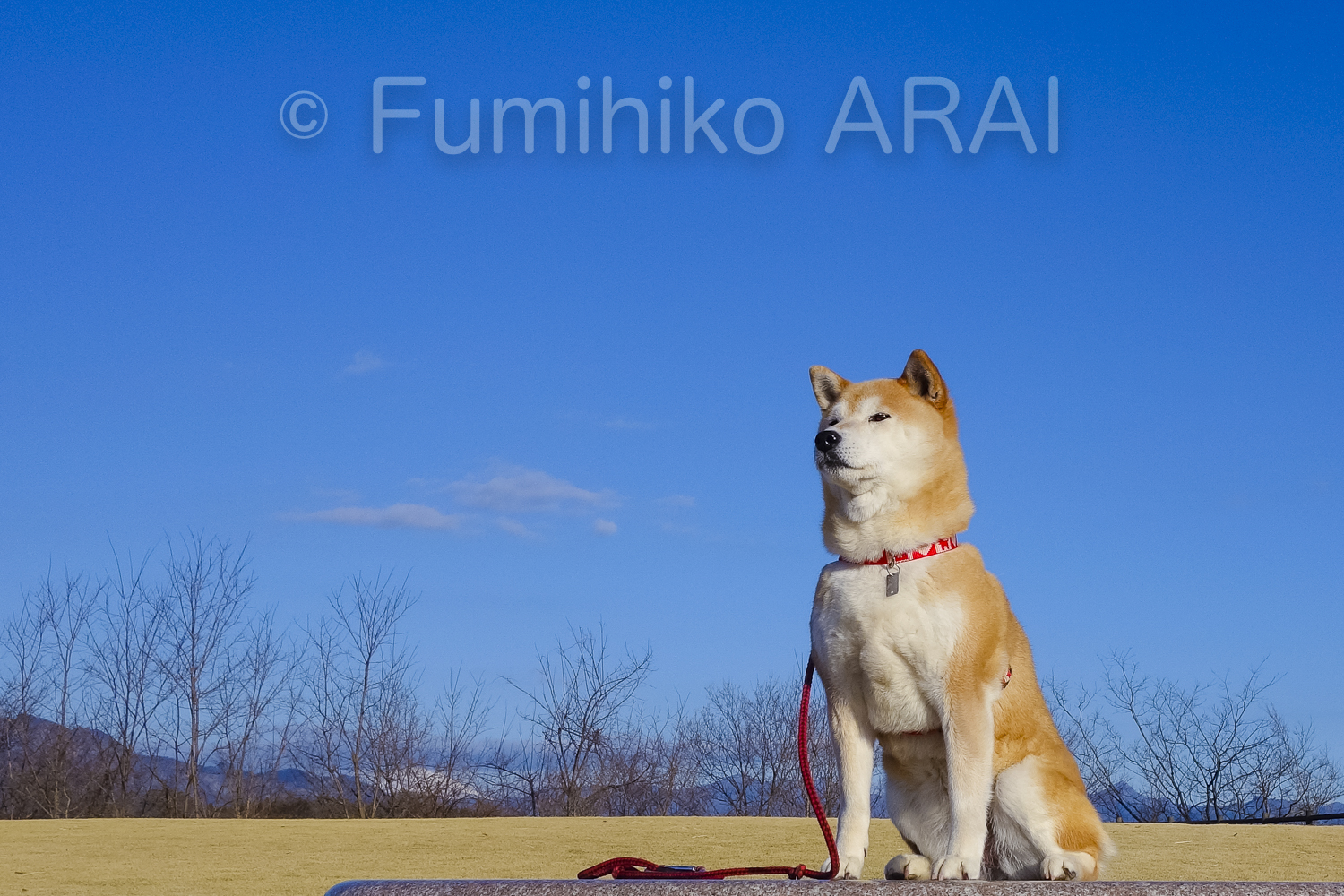 shibainuhanasan