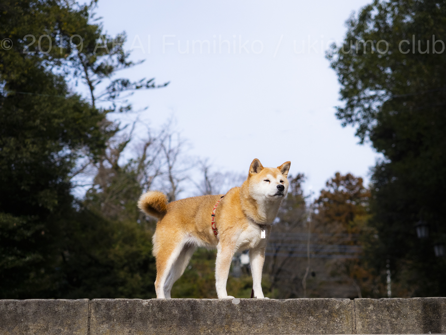 shibainuhanasan