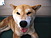 shibainu hanasan